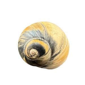 Natural Seashell Atlantic Ocean Gastropod Brown 2 Inch Harvested 1980s